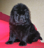 Ньюфаундленд щенки - <ro>Изображение</ro><ru>Изображение</ru> #1, <ru>Объявление</ru> #26954