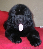 Ньюфаундленд щенки - <ro>Изображение</ro><ru>Изображение</ru> #3, <ru>Объявление</ru> #26954