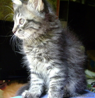 Отдадим очаровательную кошечку, Киев - <ro>Изображение</ro><ru>Изображение</ru> #1, <ru>Объявление</ru> #35538