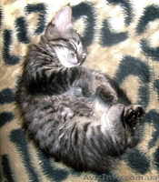 Отдадим очаровательную кошечку, Киев - <ro>Изображение</ro><ru>Изображение</ru> #2, <ru>Объявление</ru> #35538