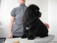Ньюфаундленда щенки - <ro>Изображение</ro><ru>Изображение</ru> #1, <ru>Объявление</ru> #30405