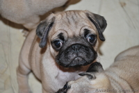 Продаются щенки мопса - <ro>Изображение</ro><ru>Изображение</ru> #2, <ru>Объявление</ru> #23376