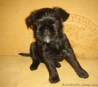 Брюссельский бельгийский гриффон - <ro>Изображение</ro><ru>Изображение</ru> #3, <ru>Объявление</ru> #35816