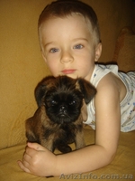 Брюссельский бельгийский гриффон - <ro>Изображение</ro><ru>Изображение</ru> #1, <ru>Объявление</ru> #35816