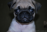 Продаются щенки мопса - <ro>Изображение</ro><ru>Изображение</ru> #1, <ru>Объявление</ru> #23376