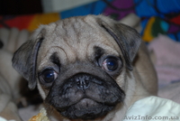 Продаются щенки мопса - <ro>Изображение</ro><ru>Изображение</ru> #3, <ru>Объявление</ru> #23376