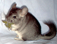 продам шиншиллу-мальчика, р-н Днепровский - <ro>Изображение</ro><ru>Изображение</ru> #2, <ru>Объявление</ru> #34888