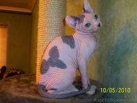Канадский сфинкс котята, продам. - <ro>Изображение</ro><ru>Изображение</ru> #4, <ru>Объявление</ru> #37045