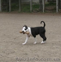 Щенок ШОУ-класса девочка Ам. Стаф. Терьер - <ro>Изображение</ro><ru>Изображение</ru> #5, <ru>Объявление</ru> #35922