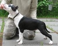 Щенок ШОУ-класса девочка Ам. Стаф. Терьер - <ro>Изображение</ro><ru>Изображение</ru> #4, <ru>Объявление</ru> #35922