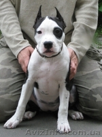 Щенок ШОУ-класса девочка Ам. Стаф. Терьер - <ro>Изображение</ro><ru>Изображение</ru> #1, <ru>Объявление</ru> #35922