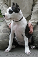 Щенок ШОУ-класса девочка Ам. Стаф. Терьер - <ro>Изображение</ro><ru>Изображение</ru> #3, <ru>Объявление</ru> #35922