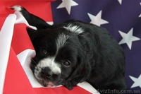 продаю великолепного щенка кокер-спаниеля! - <ro>Изображение</ro><ru>Изображение</ru> #1, <ru>Объявление</ru> #33699