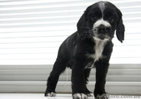 продаю великолепного щенка кокер-спаниеля! - <ro>Изображение</ro><ru>Изображение</ru> #3, <ru>Объявление</ru> #33699