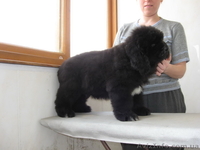 Ньюфаундленда щенки - <ro>Изображение</ro><ru>Изображение</ru> #2, <ru>Объявление</ru> #30405