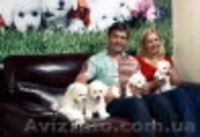 Питомник Бишон-Фризе "Frizzled life" - <ro>Изображение</ro><ru>Изображение</ru> #1, <ru>Объявление</ru> #33132