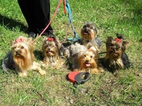 Предлагается Йоркширский терьер - <ro>Изображение</ro><ru>Изображение</ru> #1, <ru>Объявление</ru> #31284