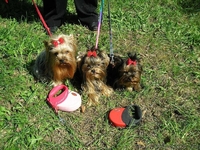 Предлагается Йоркширский терьер - <ro>Изображение</ro><ru>Изображение</ru> #2, <ru>Объявление</ru> #31284