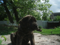 кане-корсо щенки - <ro>Изображение</ro><ru>Изображение</ru> #4, <ru>Объявление</ru> #32804