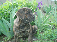 кане-корсо щенки - <ro>Изображение</ro><ru>Изображение</ru> #2, <ru>Объявление</ru> #32804