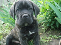 кане-корсо щенки - <ro>Изображение</ro><ru>Изображение</ru> #5, <ru>Объявление</ru> #32804