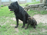 кане-корсо щенки - <ro>Изображение</ro><ru>Изображение</ru> #1, <ru>Объявление</ru> #32804