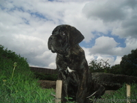 кане-корсо щенки - <ro>Изображение</ro><ru>Изображение</ru> #3, <ru>Объявление</ru> #32804