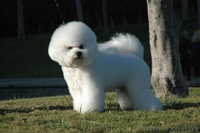 Питомник Бишон-Фризе "Frizzled life" - <ro>Изображение</ro><ru>Изображение</ru> #3, <ru>Объявление</ru> #33132