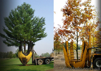 Посадка крупномеров. Пересадка деревьев.  Ландшафтное проектирование.  - <ro>Изображение</ro><ru>Изображение</ru> #2, <ru>Объявление</ru> #27677