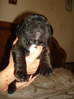 Продам щенков французского бульдога - <ro>Изображение</ro><ru>Изображение</ru> #1, <ru>Объявление</ru> #40581