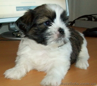 Ши-тцу щенки Недорого - <ro>Изображение</ro><ru>Изображение</ru> #2, <ru>Объявление</ru> #41317