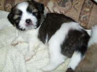 Ши-тцу щенки Недорого - <ro>Изображение</ro><ru>Изображение</ru> #4, <ru>Объявление</ru> #41317
