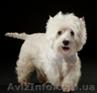    ЩЕНКИ ВЕСТ ХАЙЛЕНД  УАЙТ  ТЕРЬЕР /West Highland White Terrier - <ro>Изображение</ro><ru>Изображение</ru> #1, <ru>Объявление</ru> #41431