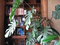           продам      монстеру     своя           - <ro>Изображение</ro><ru>Изображение</ru> #2, <ru>Объявление</ru> #43943