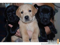 щенки лабрадора-ретривера - <ro>Изображение</ro><ru>Изображение</ru> #1, <ru>Объявление</ru> #43877