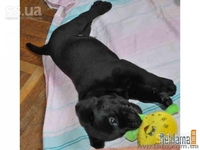 щенки лабрадора-ретривера - <ro>Изображение</ro><ru>Изображение</ru> #2, <ru>Объявление</ru> #43877