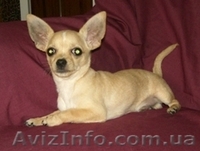 чихуахуа щенки  - <ro>Изображение</ro><ru>Изображение</ru> #1, <ru>Объявление</ru> #42310