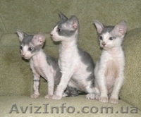 котята Донского сфинкса - <ro>Изображение</ro><ru>Изображение</ru> #2, <ru>Объявление</ru> #42320