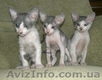 котята Донского сфинкса - <ro>Изображение</ro><ru>Изображение</ru> #3, <ru>Объявление</ru> #42320