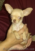 Чихуахуа щенки мальчик и девочки - <ro>Изображение</ro><ru>Изображение</ru> #2, <ru>Объявление</ru> #42707