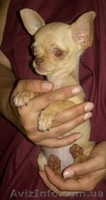 чихуахуа щенки  - <ro>Изображение</ro><ru>Изображение</ru> #3, <ru>Объявление</ru> #42310