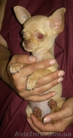 Чихуахуа щенки мальчик и девочки - <ro>Изображение</ro><ru>Изображение</ru> #1, <ru>Объявление</ru> #42707