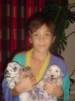 далматины Очень красивые - <ro>Изображение</ro><ru>Изображение</ru> #1, <ru>Объявление</ru> #23475