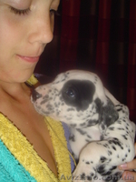 далматины Очень красивые - <ro>Изображение</ro><ru>Изображение</ru> #2, <ru>Объявление</ru> #23475