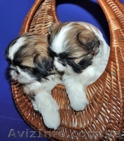 щенок ши-тцу от чемпиона. - <ro>Изображение</ro><ru>Изображение</ru> #3, <ru>Объявление</ru> #40552