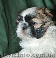 щенок ши-тцу от чемпиона. - <ro>Изображение</ro><ru>Изображение</ru> #2, <ru>Объявление</ru> #40552