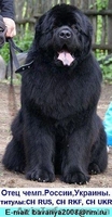 Щенки ньюфаундленда в Харькове ( шоу класс) - <ro>Изображение</ro><ru>Изображение</ru> #5, <ru>Объявление</ru> #40965