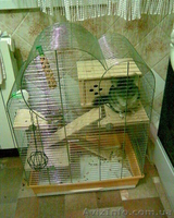 Продам шиншилу с клеткой - <ro>Изображение</ro><ru>Изображение</ru> #2, <ru>Объявление</ru> #38360