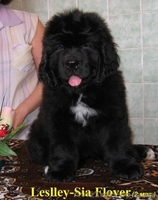 Щенки ньюфаундленда в Харькове ( шоу класс) - <ro>Изображение</ro><ru>Изображение</ru> #2, <ru>Объявление</ru> #40965