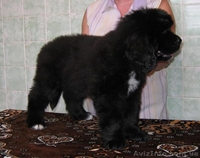 Щенки ньюфаундленда в Харькове ( шоу класс) - <ro>Изображение</ro><ru>Изображение</ru> #3, <ru>Объявление</ru> #40965